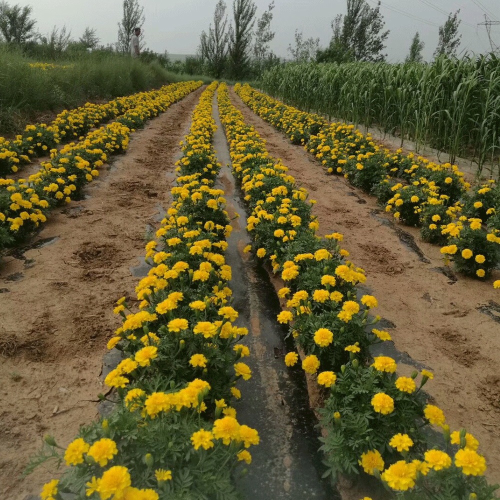 French marigold seeds 1KG