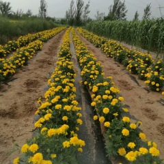 French marigold seeds 1KG