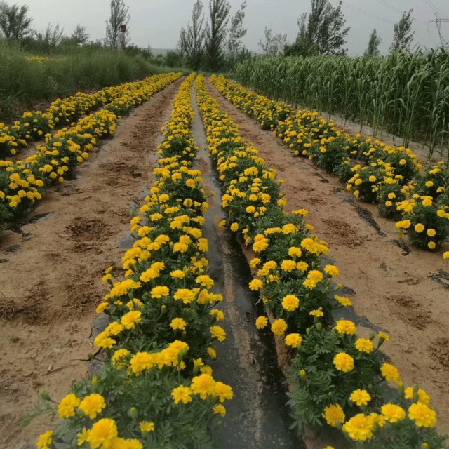 French marigold seeds 1KG