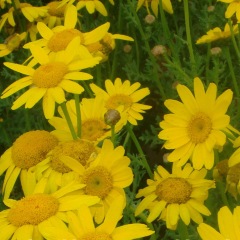 Chrysanthemum coronarium seeds 1KG