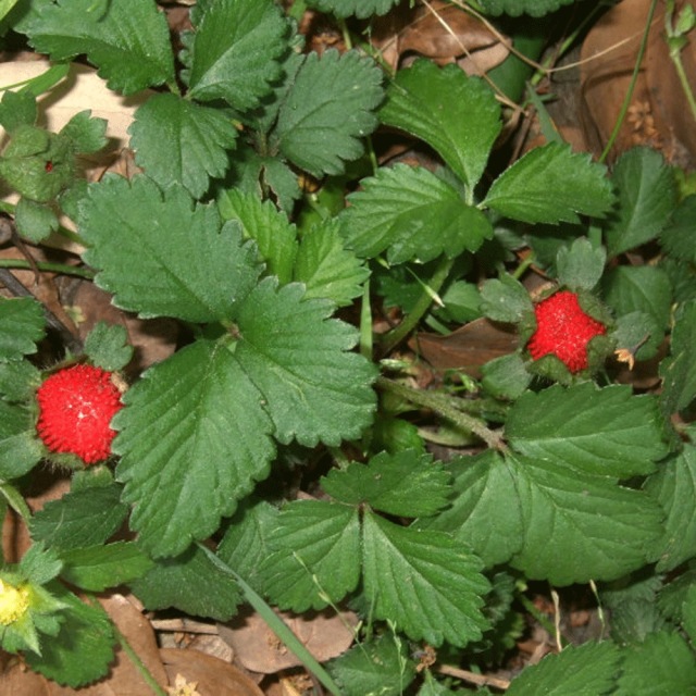 Duchesnea indica seeds 1kg