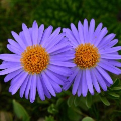 Aster tataricus seeds 1KG