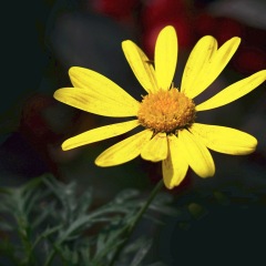 Chrysanthemum coronarium seeds 1KG