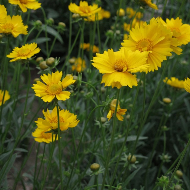 Tall Coreopsis basalis seeds 1kg