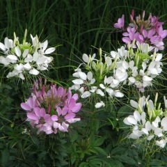 Cleome spinosa seeds 1KG
