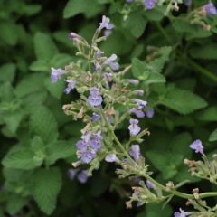 Nepeta angustifolia seeds 1kg