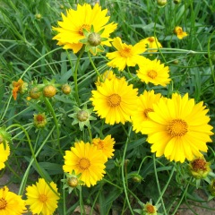 Tall Coreopsis basalis seeds 1kg