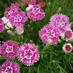 Dianthus chinensis seeds 1KG
