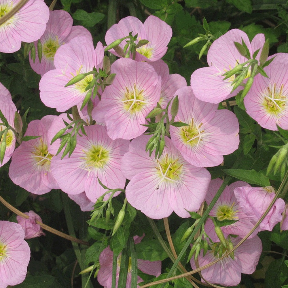 evening primrose seeds 1KG