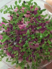 Dianthus chinensis seeds 1kg