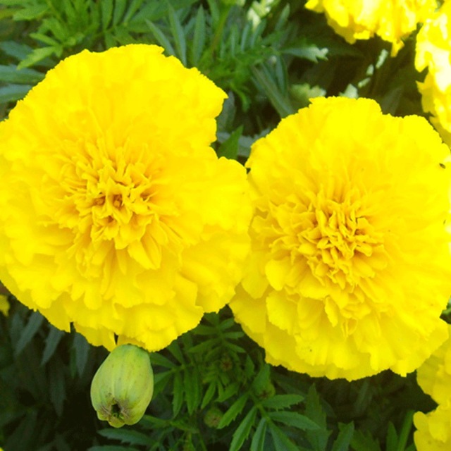 French marigold seeds 1KG