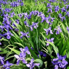 Iris tectorum seeds 1KG