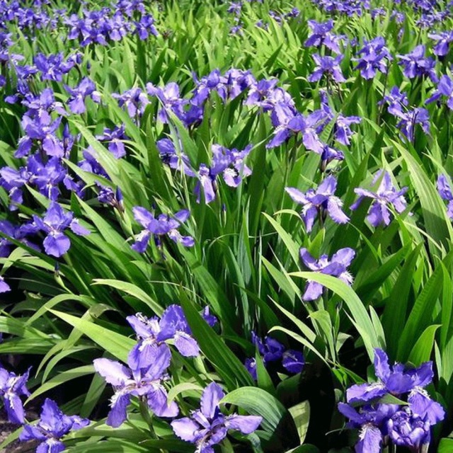 Iris tectorum seeds 1KG