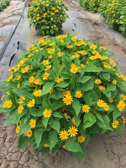 Melampodium divaricatum seeds 1kg