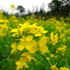 Brassica campestris seeds 1kg