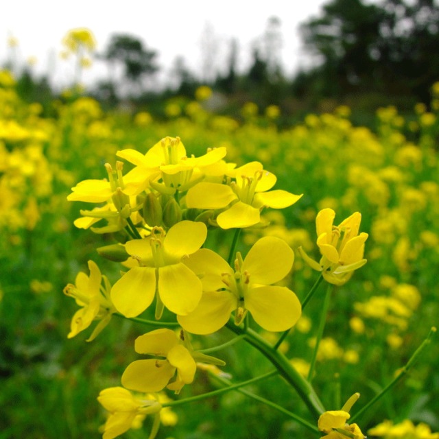 Brassica campestris seeds 1kg