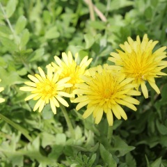 Taraxacum officnala seeds 1KG