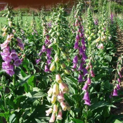 Digitalis purpurea seeds 1KG