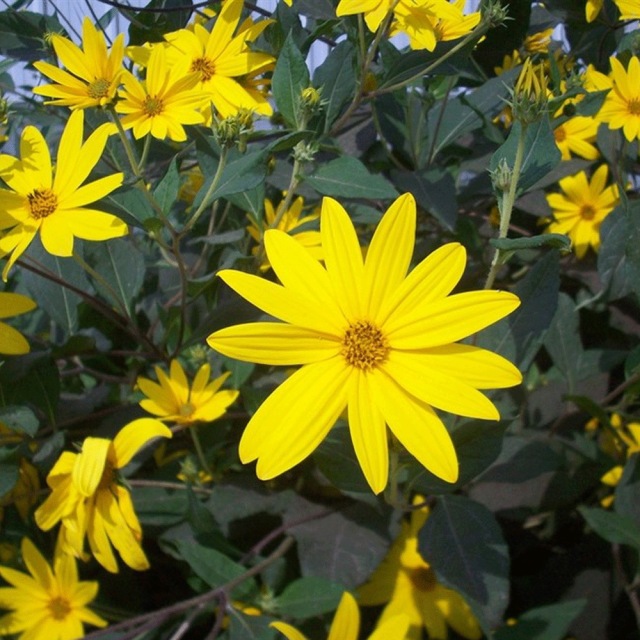 Heliopsis helianthoides seeds 1kg