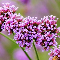 verbena seeds 1kg