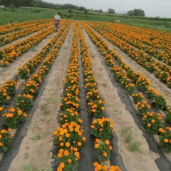 French marigold seeds 1KG