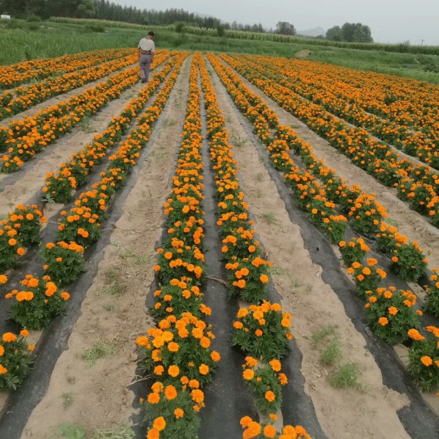 French marigold seeds 1KG