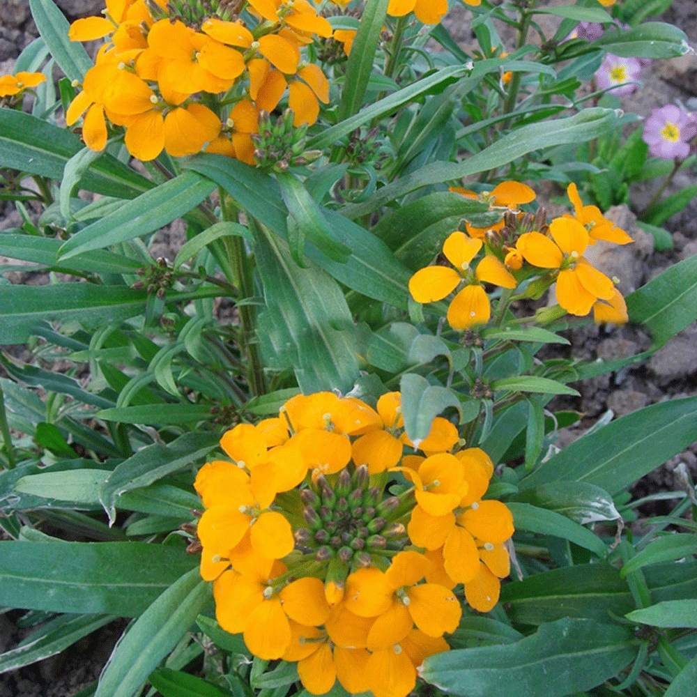 Cheiranthus allionii seeds 1kg