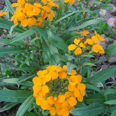 Cheiranthus allionii seeds 1kg