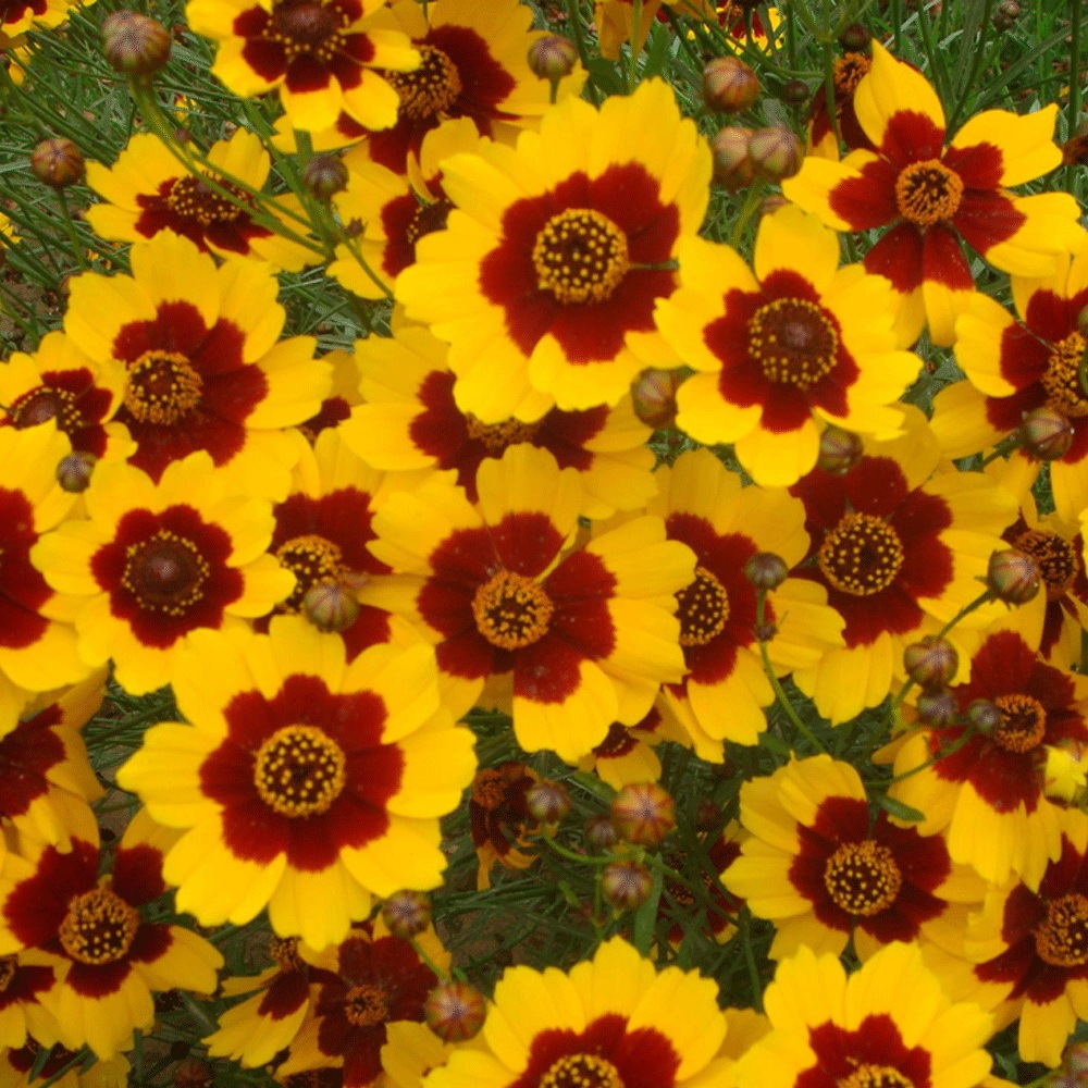 Sanvitalia procumbens seeds 1KG