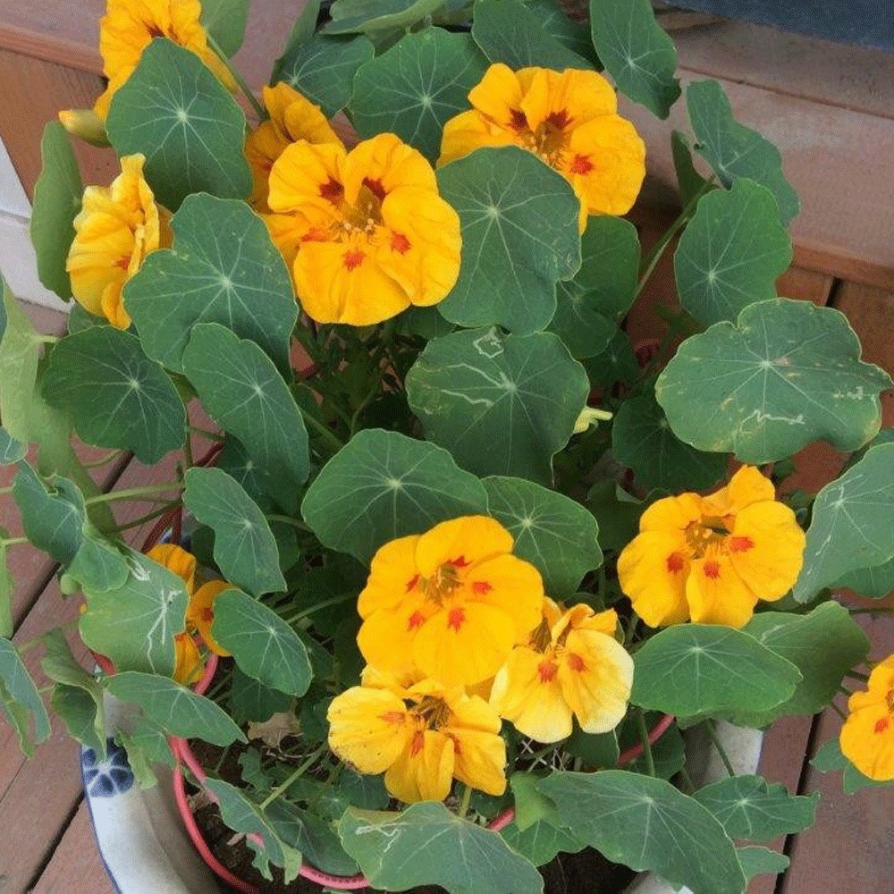 Tropaeolum majus seeds 1kg