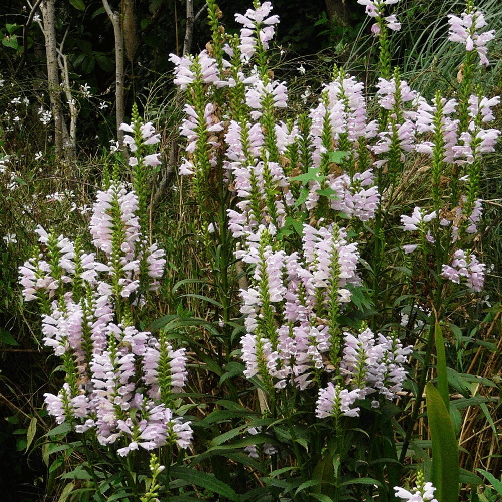 Physostegia virginiana seeds 1kg