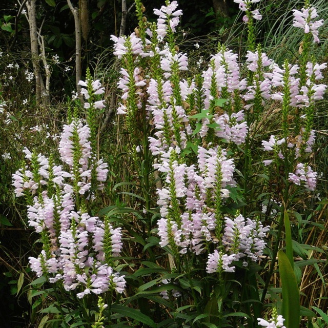 Physostegia virginiana seeds 1kg