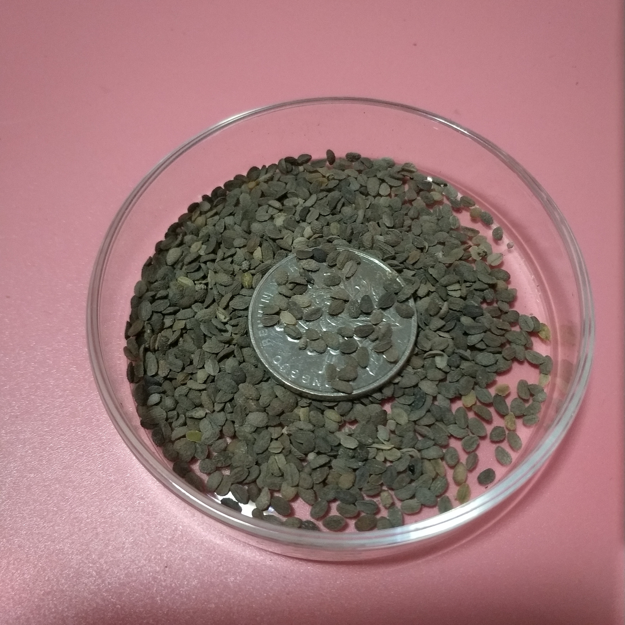 Annual phlox seeds 1kg