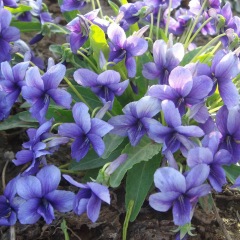 Viola mandshurica seeds 1KG