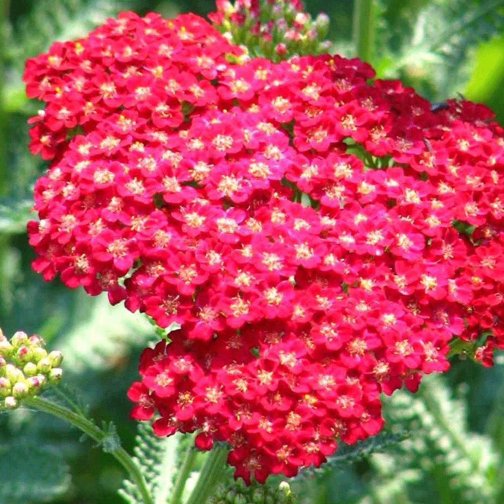 Alpine Yarrow Herb seeds 1kg