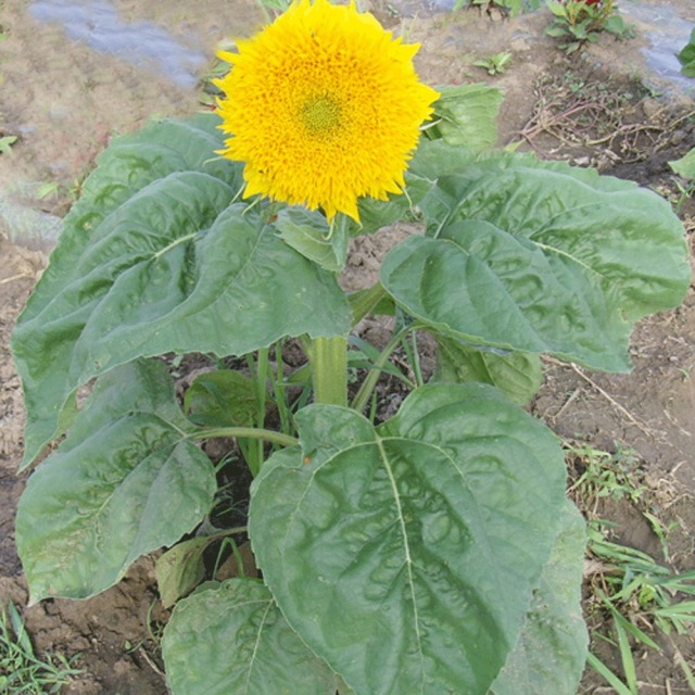 Helianthus seeds/sunflower seeds 1KG