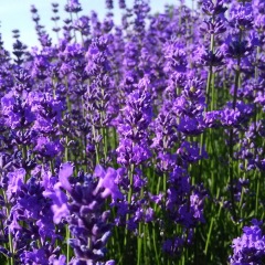 lavender seeds 1KG