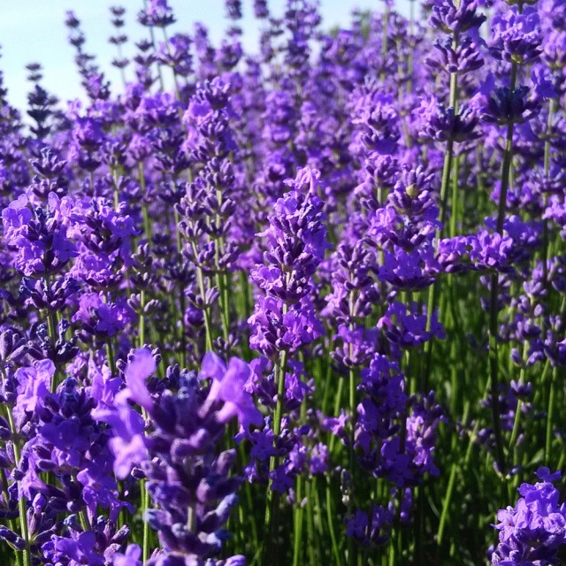 lavender seeds 1KG