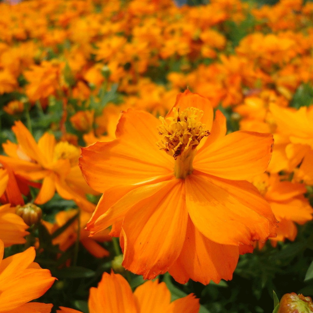 Dwarf Cosmos sulphureus seeds 1KG
