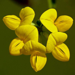 Lotus corniculatus seeds 1kg