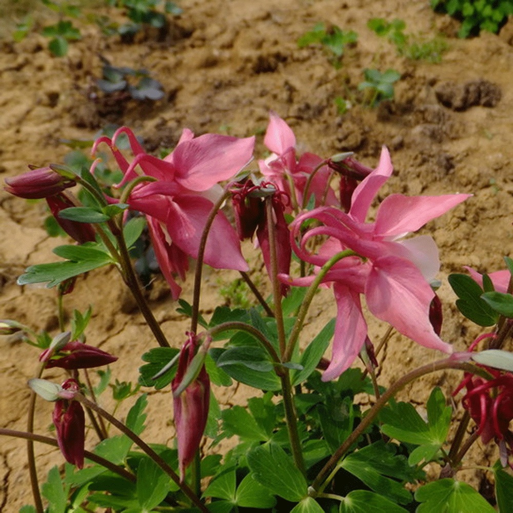 Aquilegia caerulea seeds 1KG