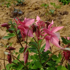 Aquilegia caerulea seeds 1KG