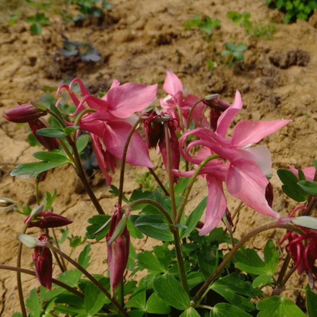 Aquilegia caerulea seeds 1KG