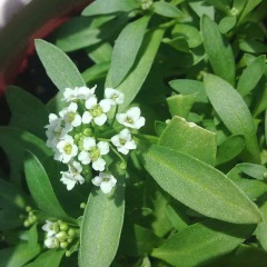 Lobularia maritima seeds/sweet alyssum seeds 1KG