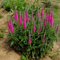 Veronica polita seeds 1KG