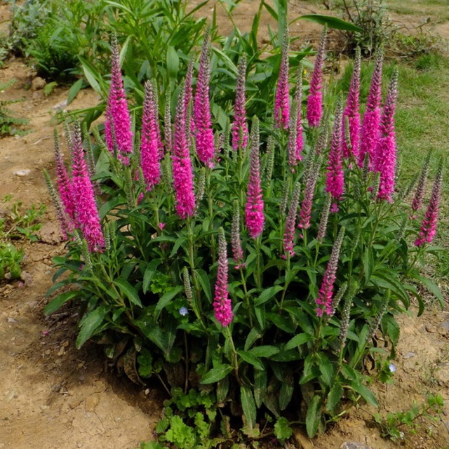 Veronica polita seeds 1KG