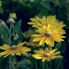 Rudbeckia hirta Gloriosa seeds 1kg