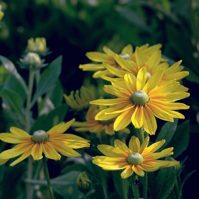 Rudbeckia hirta Gloriosa seeds 1kg