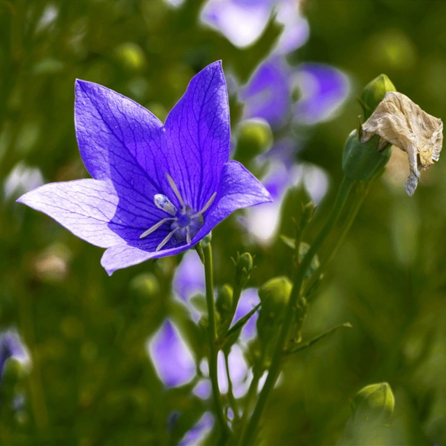 balloon flower seeds 1kg