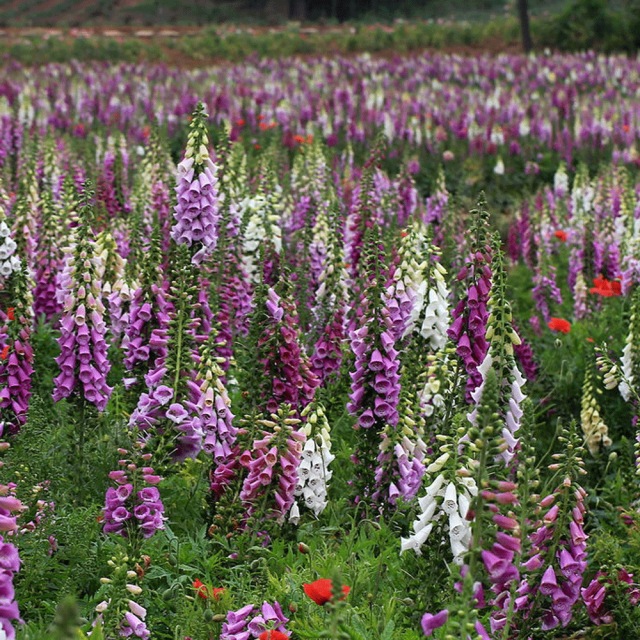 Digitalis purpurea seeds 1KG